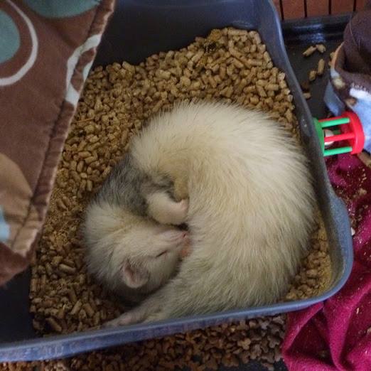 Can You Use Crystal Cat Litter for Ferrets?