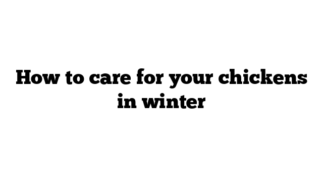How to care for your chickens in winter